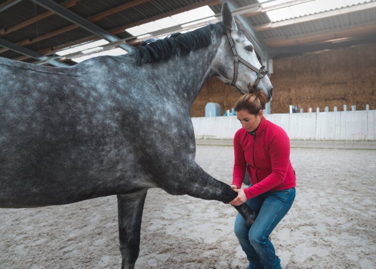Tierärztin behandelt Sportpferd chiropraktisch in Karlsruhe